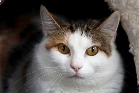 Lotilla, vit female 6yo mixed breed for adoption at Stockholms Katthem, Stockholms Katthem