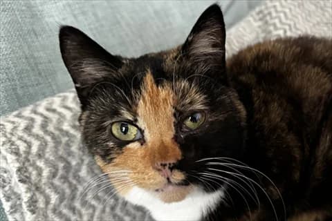 Luddie, vit female young Mixed Breed for adoption at Stockholms Katthem, Stockholms Katthem