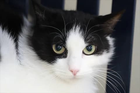 Magdalena, svart female 5yo Mixed Breed for adoption at Stockholms Katthem, Stockholms Katthem