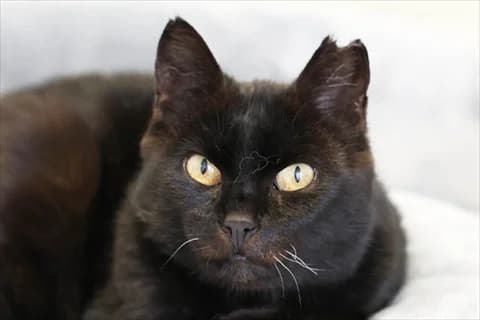 Marit, svart mixed breed for adoption at Stockholms Katthem, Stockholms Katthem