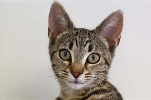 Mimsy, gra Mixed Breed for adoption at Stockholms Katthem, Stockholms Katthem