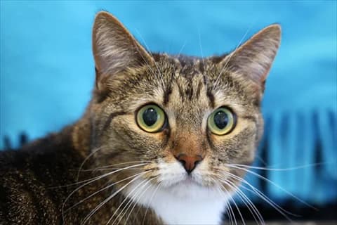 Natasha 2, vit 5yo Mixed Breed for adoption at Stockholms Katthem, Stockholms Katthem