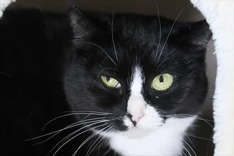 Niyati, svart female 4yo Mixed Breed for adoption at Stockholms Katthem, Stockholms Katthem