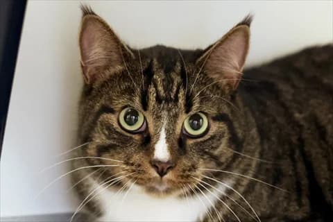 Otis 2, vit 4yo Mixed Breed for adoption at Stockholms Katthem, Stockholms Katthem
