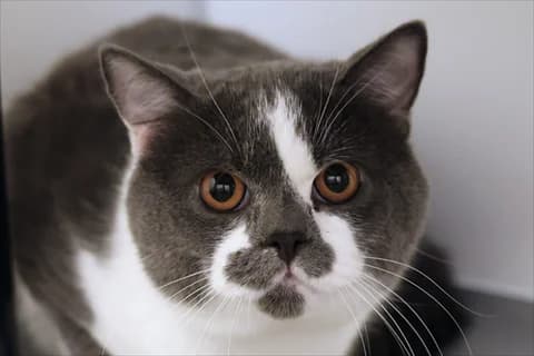 Pand, vit Mixed Breed for adoption at Stockholms Katthem, Stockholms Katthem