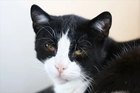 PelΓ©, svart mixed breed for adoption at Stockholms Katthem, Stockholms Katthem