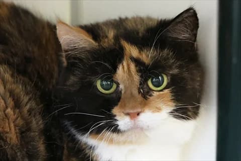 Pennilyn, vit female senior Mixed Breed for adoption at Stockholms Katthem, Stockholms Katthem