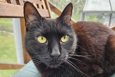 Pepso, svart male 4yo Mixed Breed for adoption at Stockholms Katthem, Stockholms Katthem