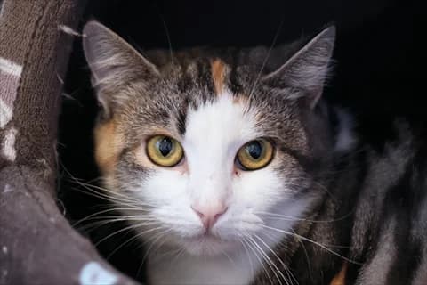 Persica, vit female 4yo Mixed Breed for adoption at Stockholms Katthem, Stockholms Katthem