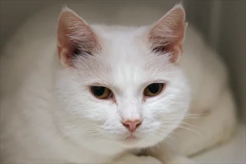 Pinglan, vit female senior Mixed Breed for adoption at Stockholms Katthem, Stockholms Katthem