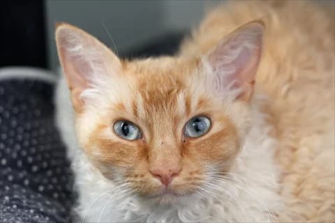 Quattro, röd female 3yo Mixed Breed for adoption at Stockholms Katthem, Stockholms Katthem