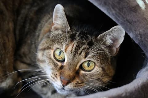 Rasina, female senior Mixed Breed for adoption at Stockholms Katthem, Stockholms Katthem