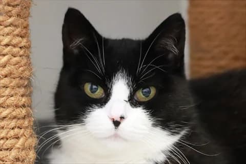 Santina, svart female senior Mixed Breed for adoption at Stockholms Katthem, Stockholms Katthem