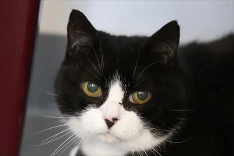 Santina, svart female senior Mixed Breed for adoption at Stockholms Katthem, Stockholms Katthem
