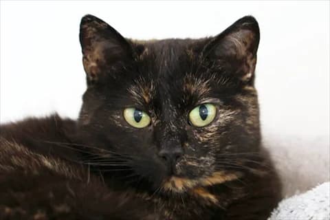 Saturn, female senior Mixed Breed for adoption at Stockholms Katthem, Stockholms Katthem