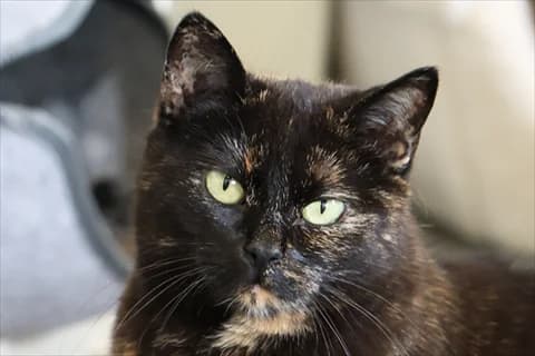 Saturn, young Mixed Breed for adoption at Stockholms Katthem, Stockholms Katthem