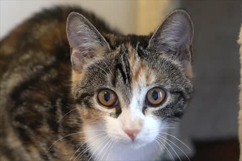 Sectra, vit female 5yo Mixed Breed for adoption at Stockholms Katthem, Stockholms Katthem