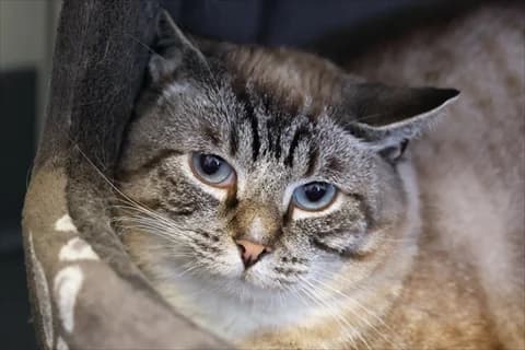 Shingo, grå male 6yo Mixed Breed for adoption at Stockholms Katthem, Stockholms Katthem