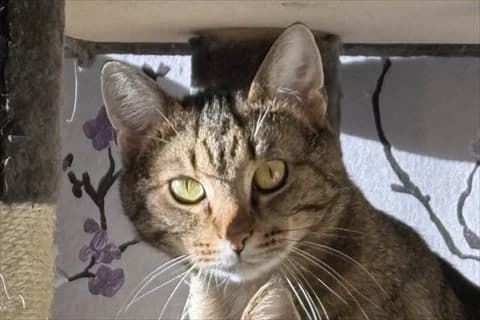Shobno, male 3yo Mixed Breed for adoption at Stockholms Katthem, Stockholms Katthem