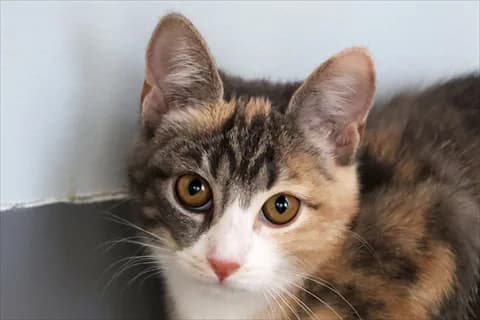 Sihri, grå female 5yo Mixed Breed for adoption at Stockholms Katthem, Stockholms Katthem