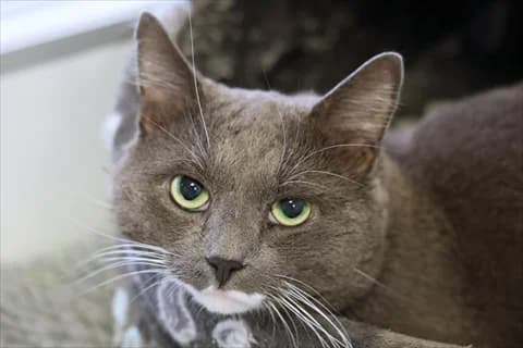 Silver 3, silver male 3yo Mixed Breed for adoption at Stockholms Katthem, Stockholms Katthem
