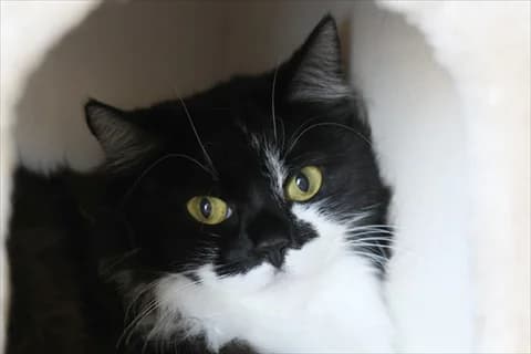 Sitara, svart female 3yo Mixed Breed for adoption at Stockholms Katthem, Stockholms Katthem