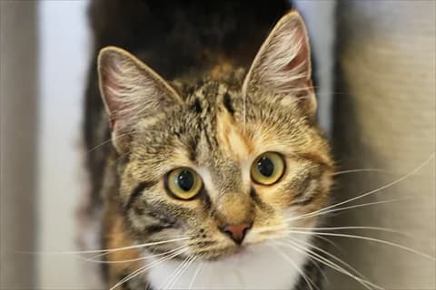 Sockan 2, vit female young Mixed Breed for adoption at Stockholms Katthem, Stockholms Katthem