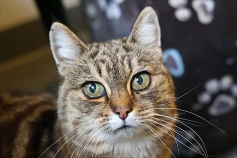 Thessandra, Mixed Breed for adoption at Stockholms Katthem, Stockholms Katthem