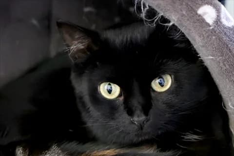 Uvida, svart female 4yo Mixed Breed for adoption at Stockholms Katthem, Stockholms Katthem