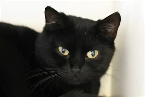 Uvida, svart female 4yo Mixed Breed for adoption at Stockholms Katthem, Stockholms Katthem