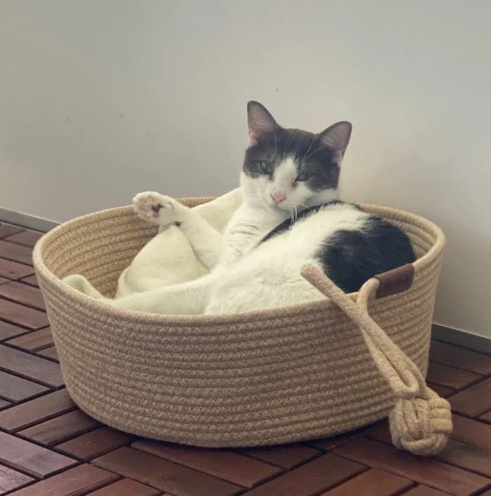 Kämpa, female 3yo Mixed Breed for adoption at Uppsala Katthem, Uppsala
