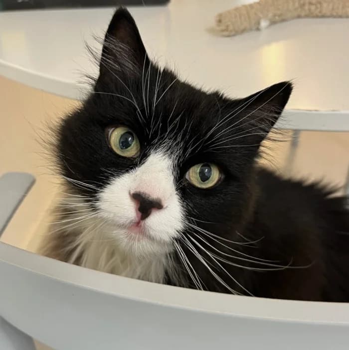 Astrid, female senior Mixed Breed for adoption at Uppsala Katthem, Uppsala