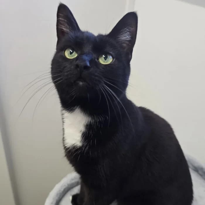 Julia, female young Mixed Breed for adoption at Uppsala Katthem, Uppsala