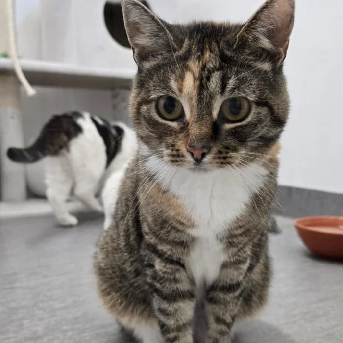 Maggie, gra female 5yo Mixed Breed for adoption at Uppsala Katthem, Uppsala