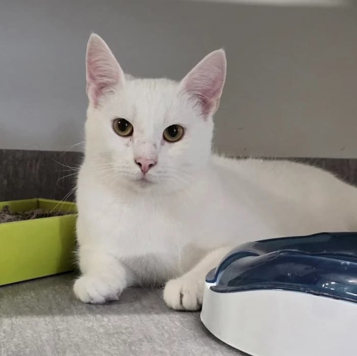 Popcorn, male young Mixed Breed for adoption at Uppsala Katthem, Uppsala
