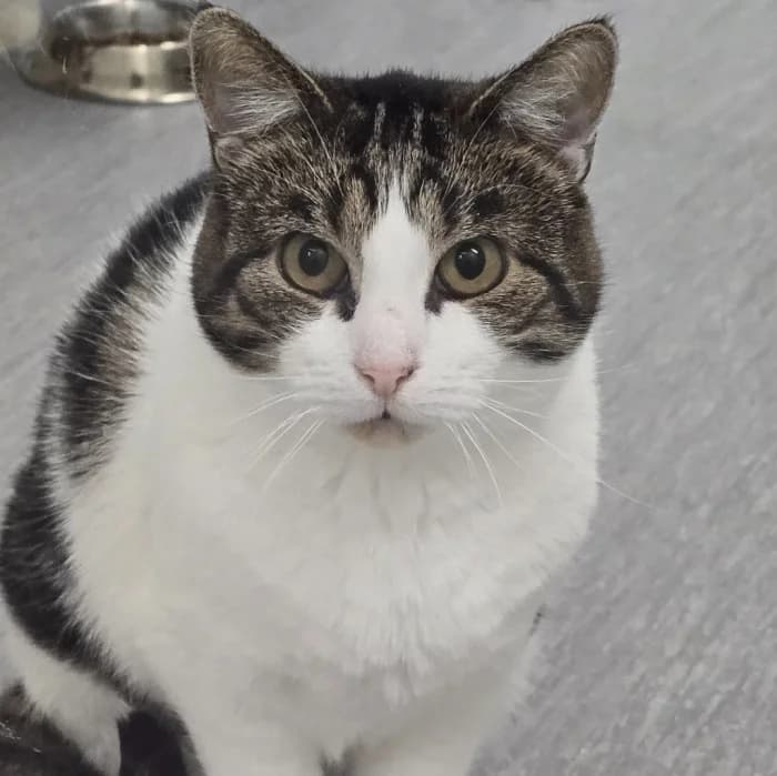 Maddox, gra male 5yo Mixed Breed for adoption at Uppsala Katthem, Uppsala