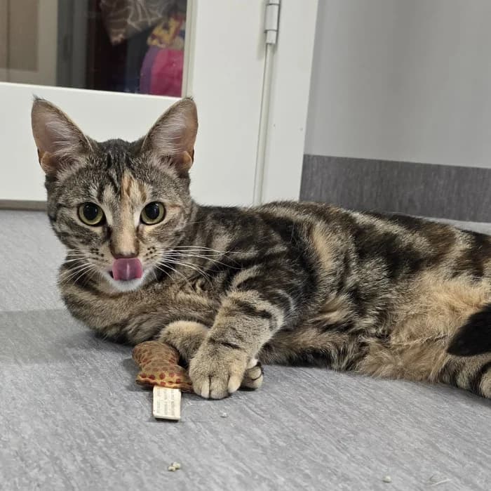 Faverolle, female young Mixed Breed for adoption at Uppsala Katthem, Uppsala