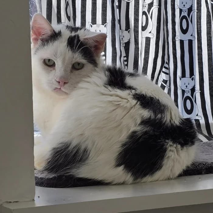 Kabanoss, male 7yo Mixed Breed for adoption at Uppsala Katthem, Uppsala