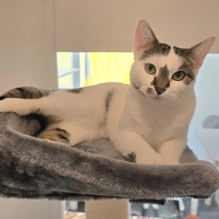 Nos-Marie, female young Mixed Breed for adoption at Uppsala Katthem, Uppsala