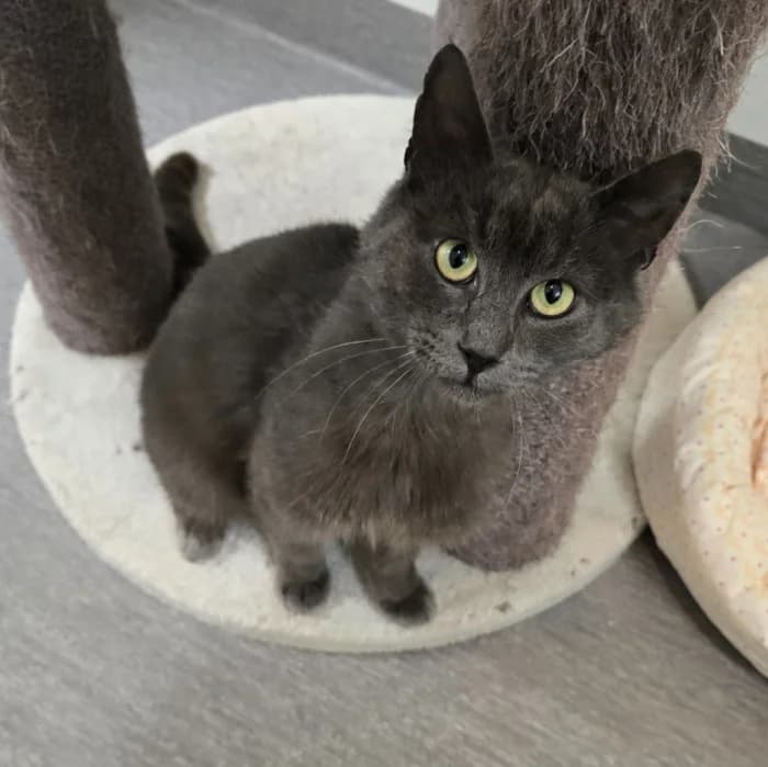 Blues, male 3yo Mixed Breed for adoption at Uppsala Katthem, Uppsala