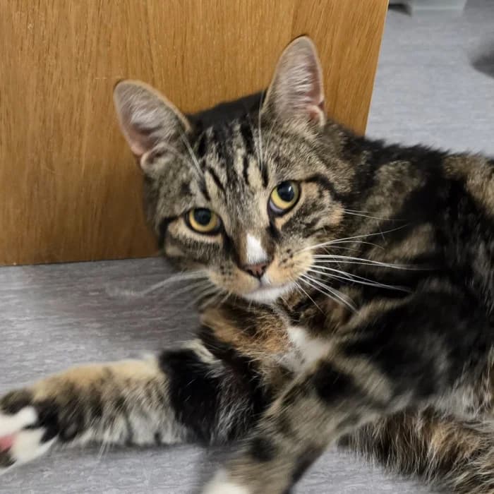 Tuzze, male 5yo Mixed Breed for adoption at Uppsala Katthem, Uppsala