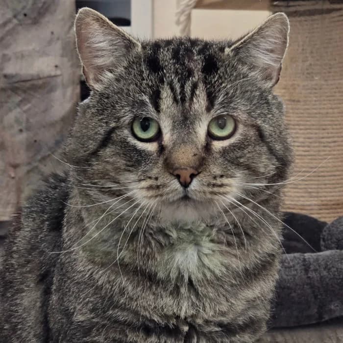 Tindo, male 6yo Mixed Breed for adoption at Uppsala Katthem, Uppsala
