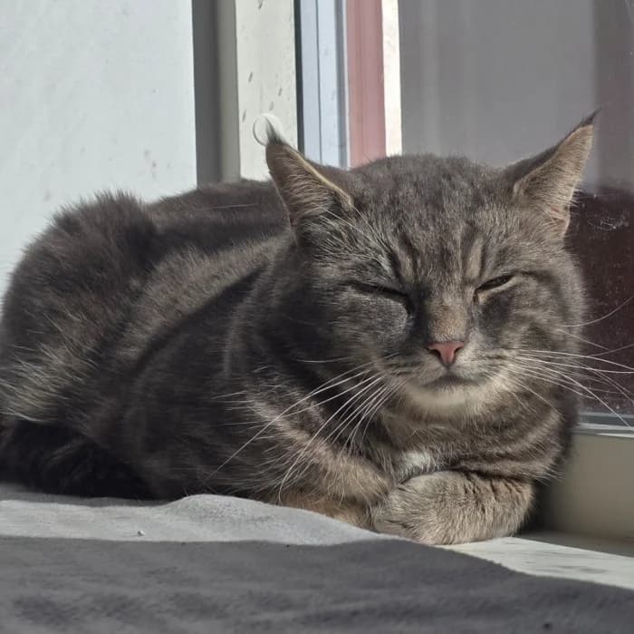 Vilfred, male 4yo Mixed Breed for adoption at Uppsala Katthem, Uppsala
