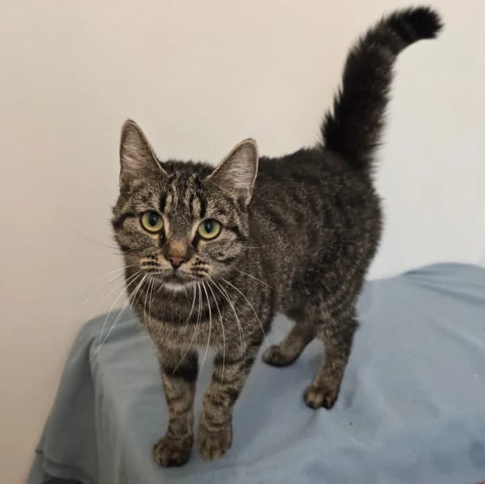 Mjau-Britt, female 3yo Mixed Breed for adoption at Uppsala Katthem, Uppsala