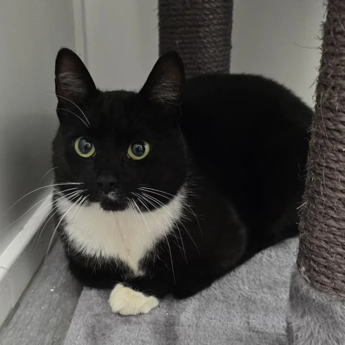 Bobb, male 4yo Mixed Breed for adoption at Uppsala Katthem, Uppsala