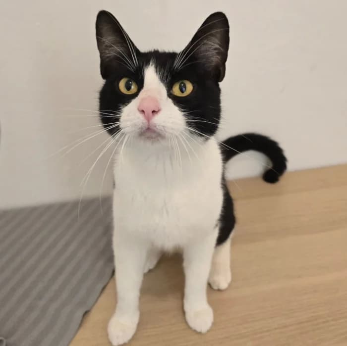 Vildtass, female 5yo Mixed Breed for adoption at Uppsala Katthem, Uppsala