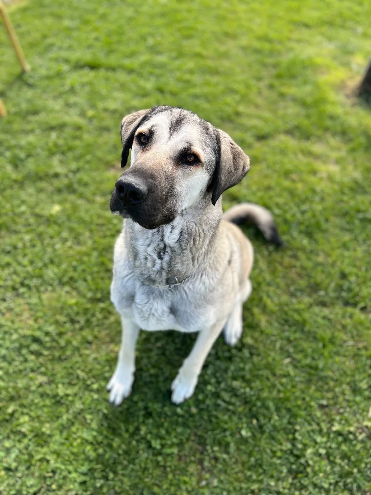 Bela, female 5yo mixed breed for adoption at Zavetišče Ljubljana, Ljubljana