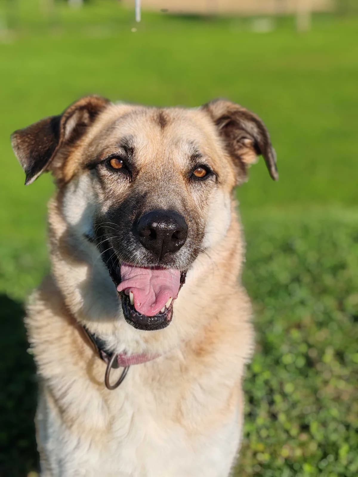 Tara, female senior Mixed Breed for adoption at Zavetišče Ljubljana, Ljubljana