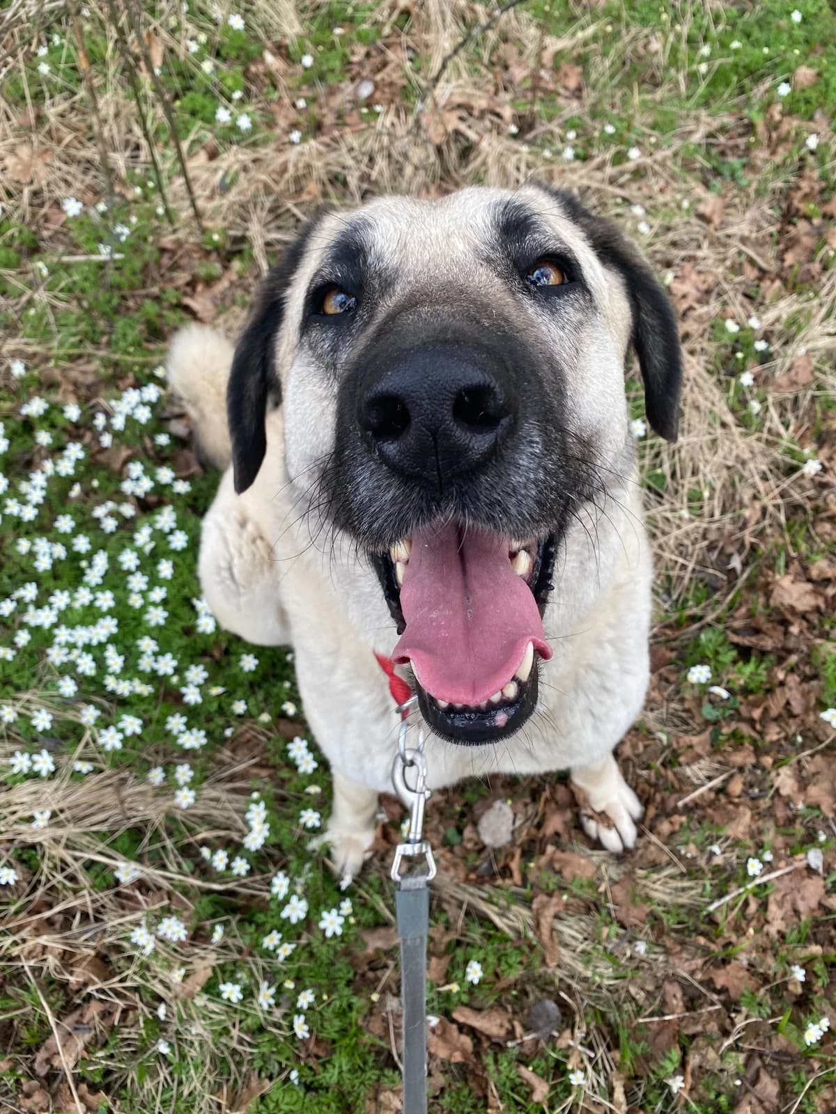 Stela, female 5yo Kangal for adoption at Zavetišče Ljubljana, Ljubljana