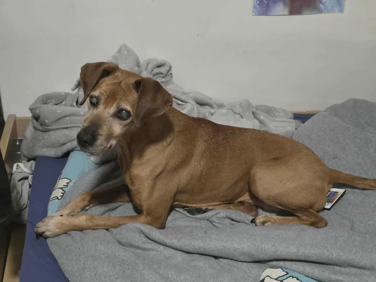 Floyd, Mixed Breed for adoption at Društvo za dobrobit živali Anima, Miklavž na Dravskem polju
